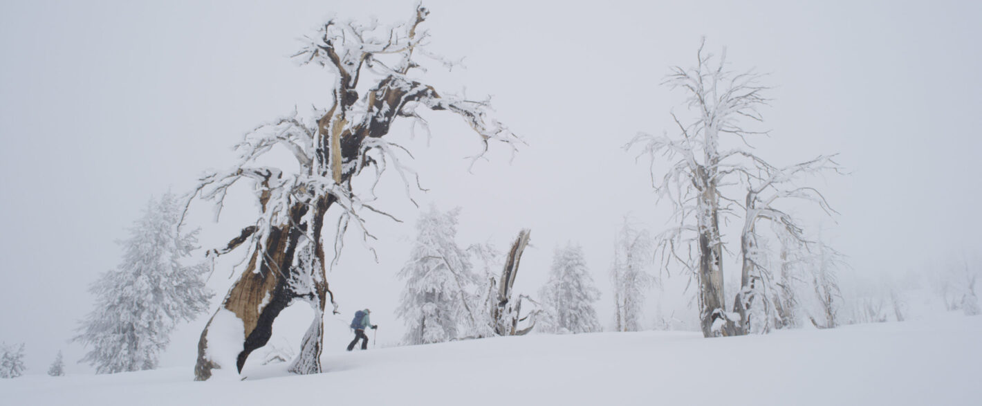 Snow drenched scene with a small hiking Laura amidst winter trees.
